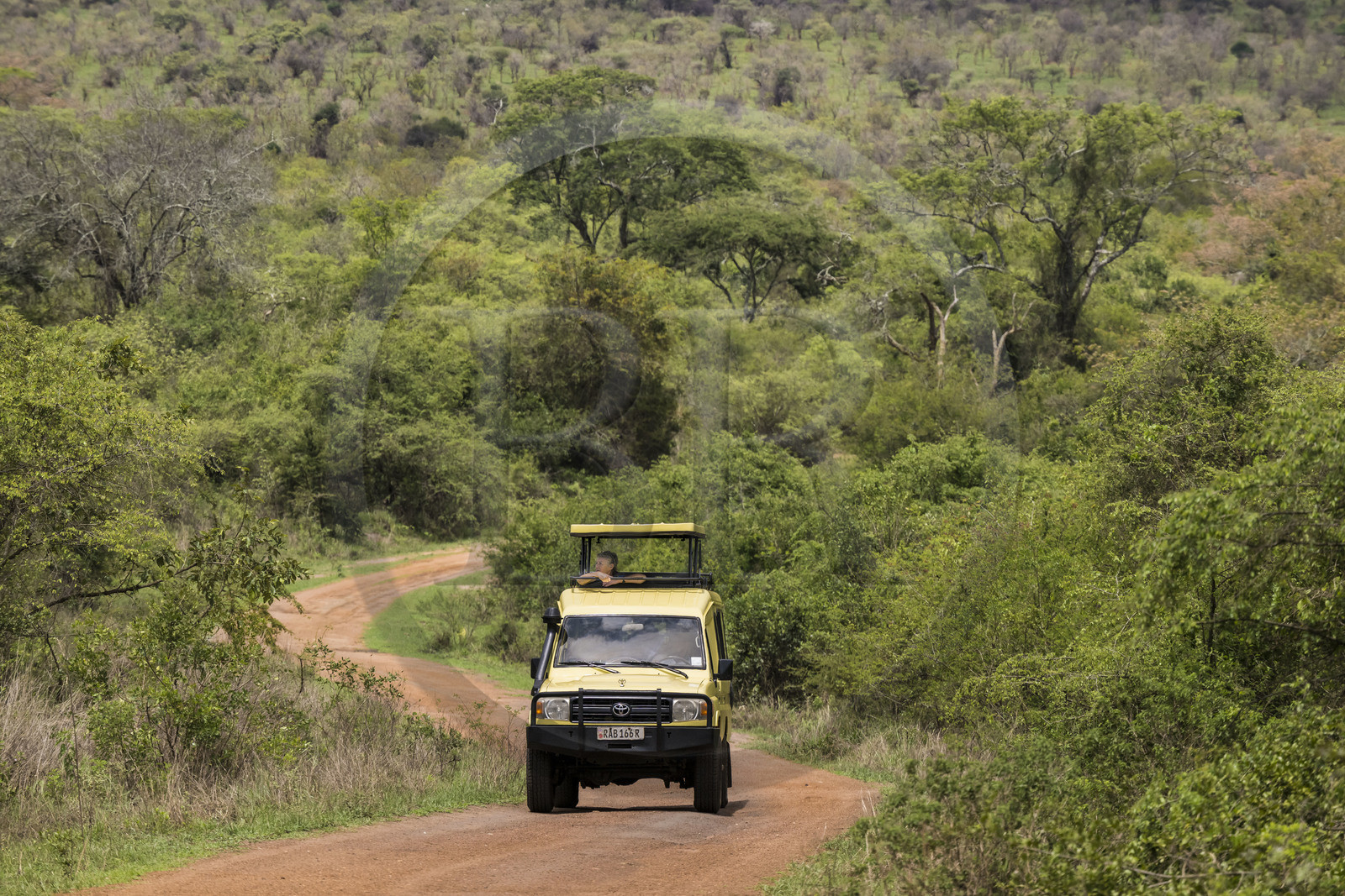 Rwanda, Parc national de l'Akagera, safari en 4x4 sur une piste Rwanda, Parc national de l'Akagera, safari en 4x4 sur une piste