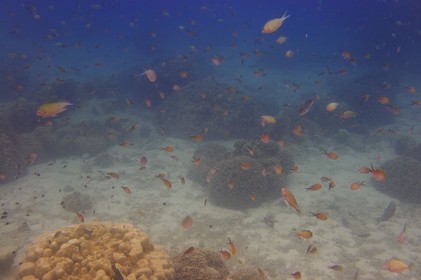 Tanzania, Zanzibar Archipelago, Unguja island (Zanzibar), west coast, nature reserve of  Chumbe Island Coral Park