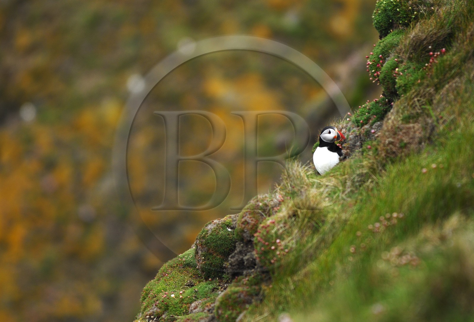 Royaume-Uni, Ecosse, les Shetland, Macareux moine