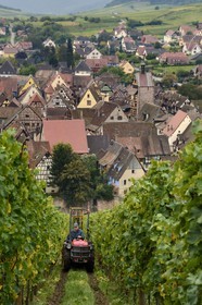 France, Haut-Rhin (68), Route des Vins d'Alsace, Riquewihr, labellisé Les Plus Beaux Villages de France, vendanges sur les coteaux qui surplombent le village