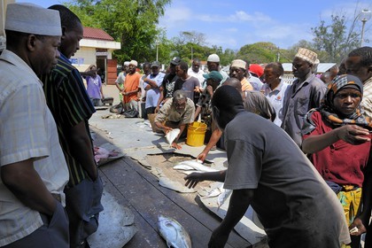 Tanzania, Dar es-Salaam,  auction of the day's catch at the Kivukoni fish market