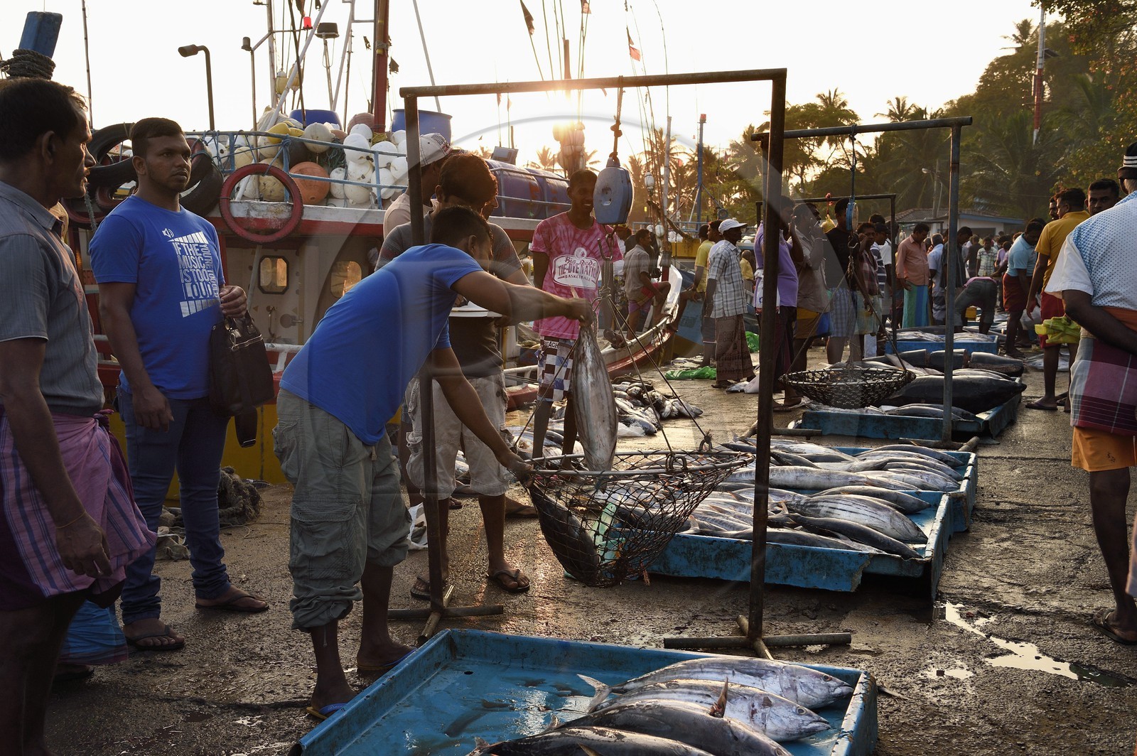 Sri Lanka, Province du Sud, Matara (district), Weligama, port de pêche de Mirissa, pesée et vente de poissons sur le quai au retour de la pêche