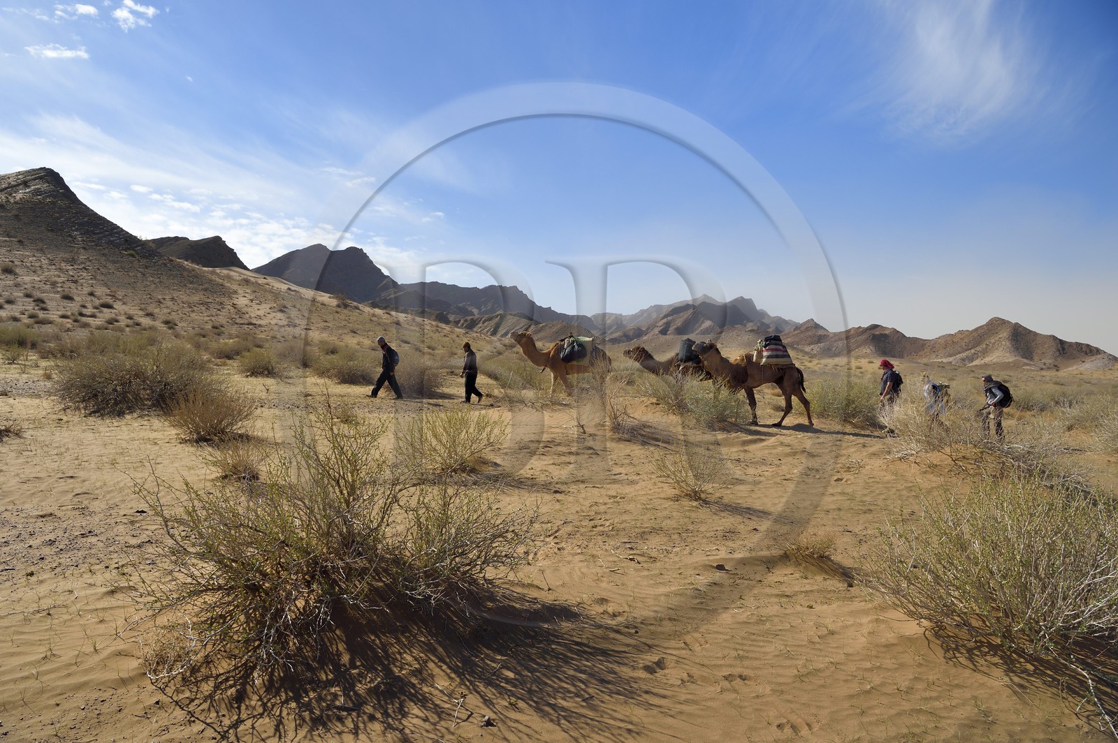 Iran, Isfahan province, Dasht-e Kavir desert, camel train around the oasis of Arousan in Khur and Biabanak County in a camel trek