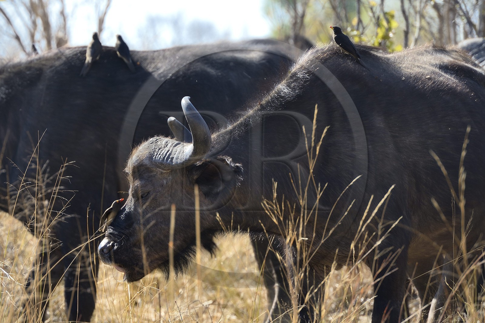 Zimbabwe, Matabeleland North Province, Hwange National Park, african buffalo (Syncerus caffer) and yellow-billed oxpecker (Buphagus africanus)