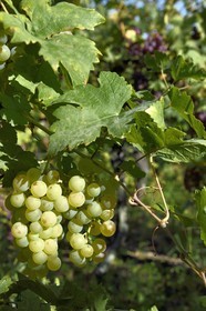 France, Haut-Rhin (68), Route des vins d'Alsace, Riquewihr, labellisé Les Plus Beaux Villages de France, grappe de raisin dans le vignoble
