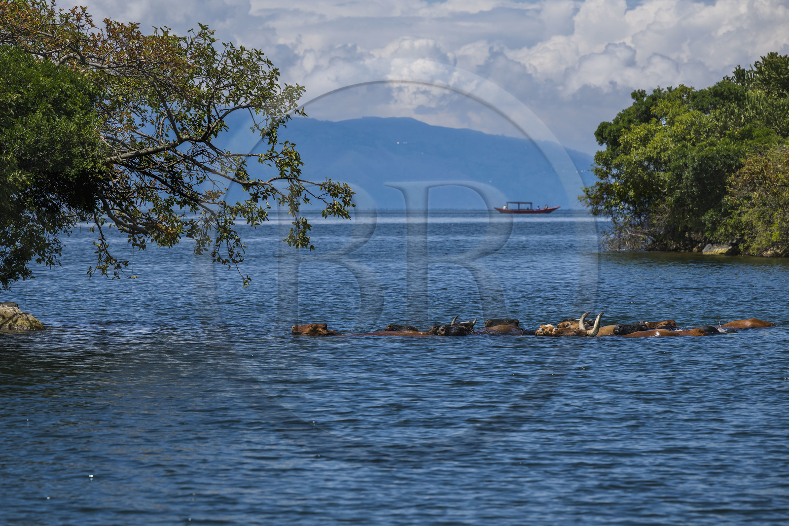 Rwanda, Province de l’Ouest, Karongi (anciennement nommée Kibuye), lac Kivu, troupeau de vaches nageant entre les ilots au large de Kibuye