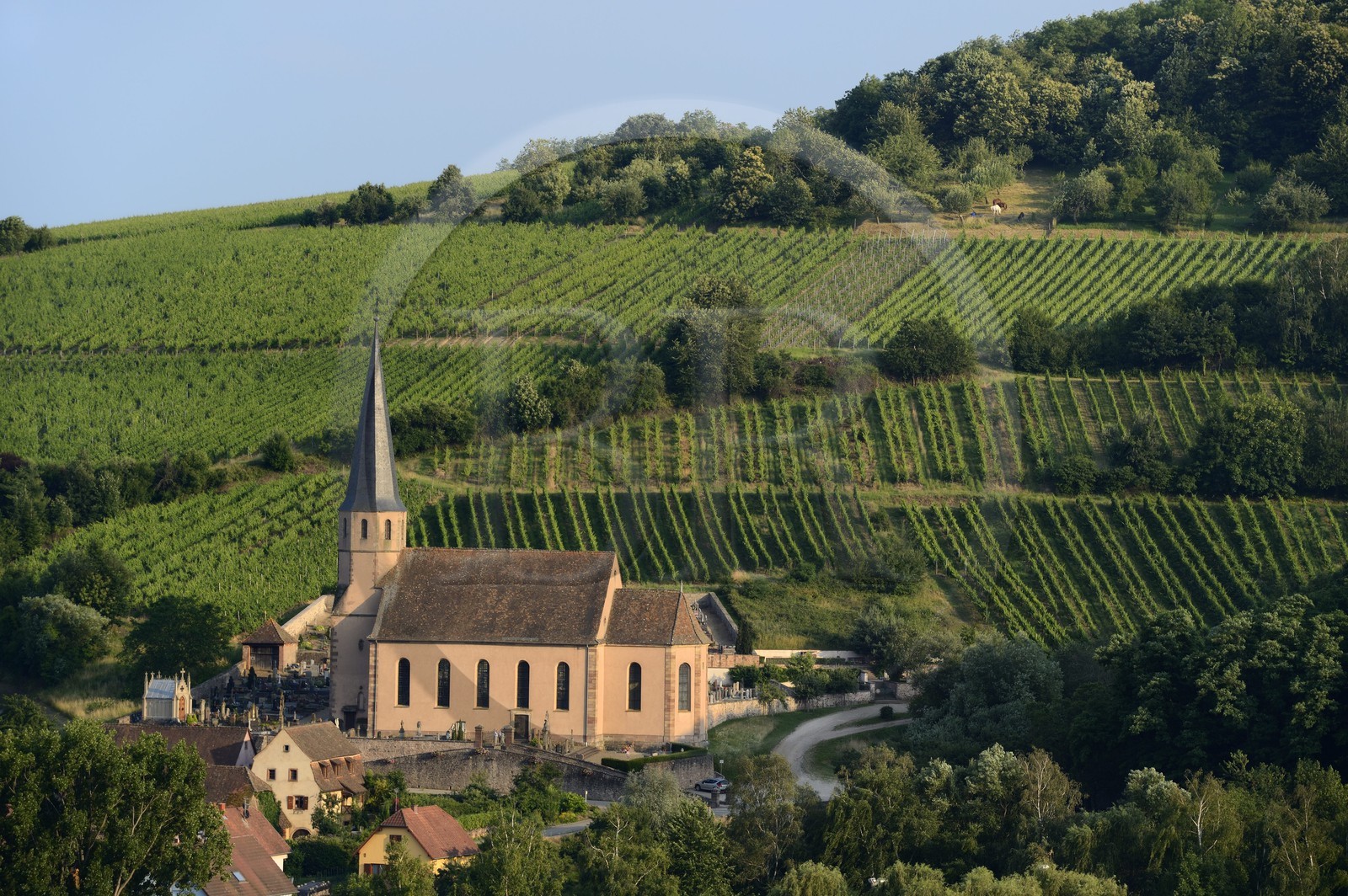 France, Bas-Rhin (67), Route des Vins d'Alsace, Andlau, la chapelle Saint-André et le vignoble