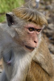 Sri Lanka, Central Province, Matale District, Dambulla, Royal Rock Temple also called Ran Giri (Golden Rock), Toque macaque (Macaca sinica)