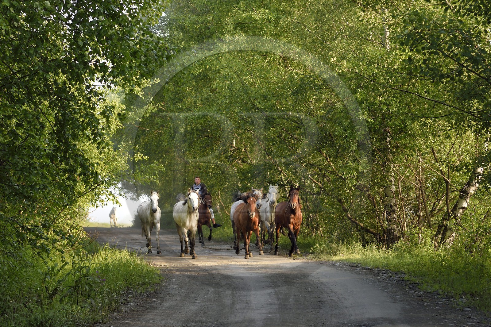 Georgia, Kakheti, Tusheti National Park, Omalo, rider bringing his horses to the meadow