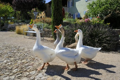 France, Var (83), Provence Verte, Bras, vers Saint-Maximin-la-Sainte-Baume, la maison d'hôtes Le Peyrourier, une campagne en Provence, oies blanches