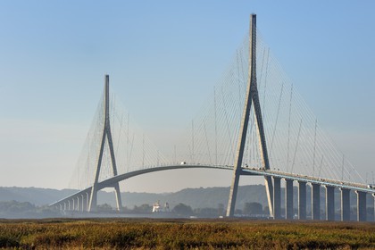 France, Seine-Maritime (76), Réserve Naturelle de l'estuaire de la Seine et cargo passant sous le pont de Normandie, la roselière au premier plan