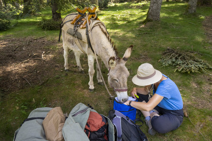 France, Lozère (48), Luc, randonnée dans la foret de la Gardille avec un âne sur le chemin de Stevenson (GR 70), l'âne Anatole curieux du pique-nique de la randonneuse