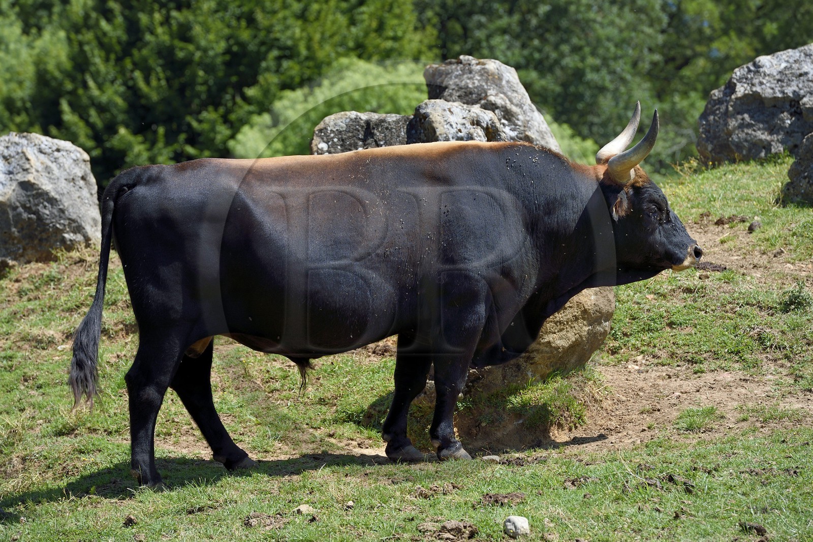 France, Dordogne, Perigord Noir, Vezere valley, Thonac, Le Thot, Cro Magnon space, male Heck cattle or reconstructed aurochs
