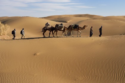 Iran, Province d'Ispahan, désert du Dasht-e Kavir, Mesr dans la région de Khur et Biabanak, caravane de dromadaires dans les dunes du lieu dit de Kuh e-Sefid lors d'une randonnée chamelière