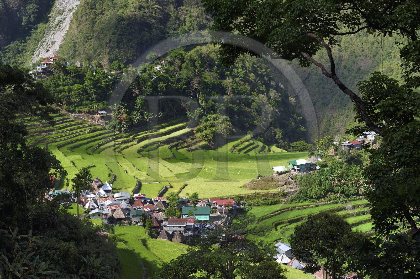 Philippines, province d'Ifugao, les rizières en terrasses de Banaue autour du village de Batad, classées Patrimoine Mondial de l'UNESCO, alimentées par un ancien système d'irrigation depuis la forêt tropicale au-dessus des terrasses Philippines, province d'Ifugao, les rizières en terrasses de Banaue autour du village de Batad, classées Patrimoine Mondial de l'UNESCO, alimentées par un ancien système d'irrigation depuis la forêt tropicale au-dessus des terrasses