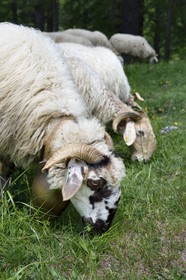 France, Alpes-Maritimes, Roya Valley (Nice hinterland), at the foot of the Mercantour National Park, Tende, Casterine valley towards Casterino, the Brigasca sheep
