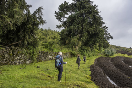 Rwanda, Province du Nord, District de Musanze (Ruhengeri), garde et pisteur du Parc accompagnant une randonneuse sur les pentes du mont Karisimbi dans les montagnes des Virunga, le mur d'enceinte du Parc national des Volcans où vivent les gorilles et les derniers champs défrichés avant la forêt