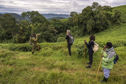 Rwanda, Province de l’Ouest, Gisakura, Parc national de Nyungwe, le garde de African Parks Claver Mtoyinkima guidant des touristes sur la piste des Colobes de Ruwenzori (Colobus angolensis ruwenzorii) pendant un safari à pied dans la forêt tropicale humide naturelle bordée par les plantations de thé