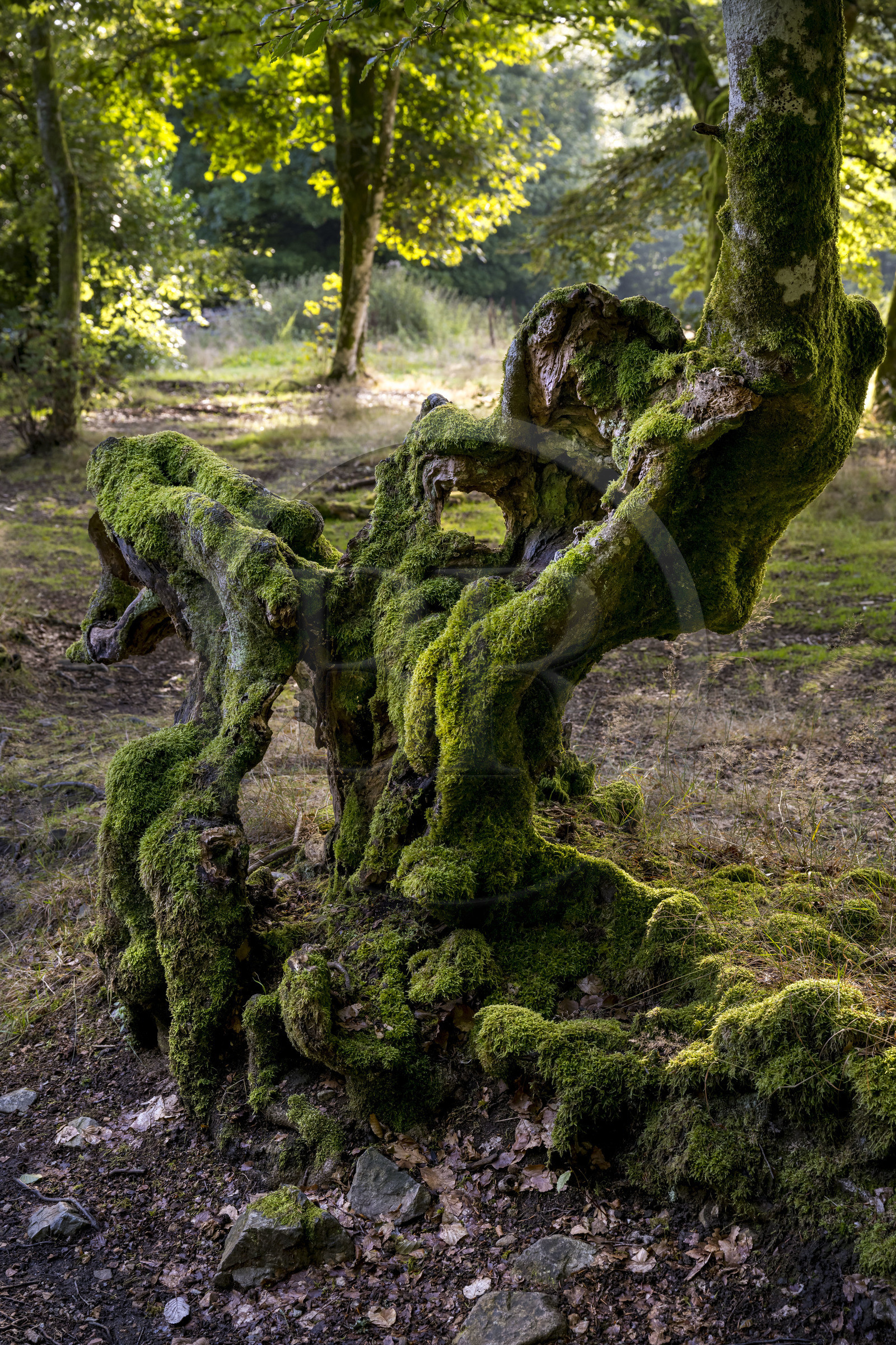 France, Saône-et-Loire (71), parc naturel régional du Morvan, Saint-Léger-sous-Beuvray, oppidum de Bibracte, le site archéologique sur le mont Beuvray, haies de hêtres tressées vieilles de 200 ans appelées des queules le long des chemins creux