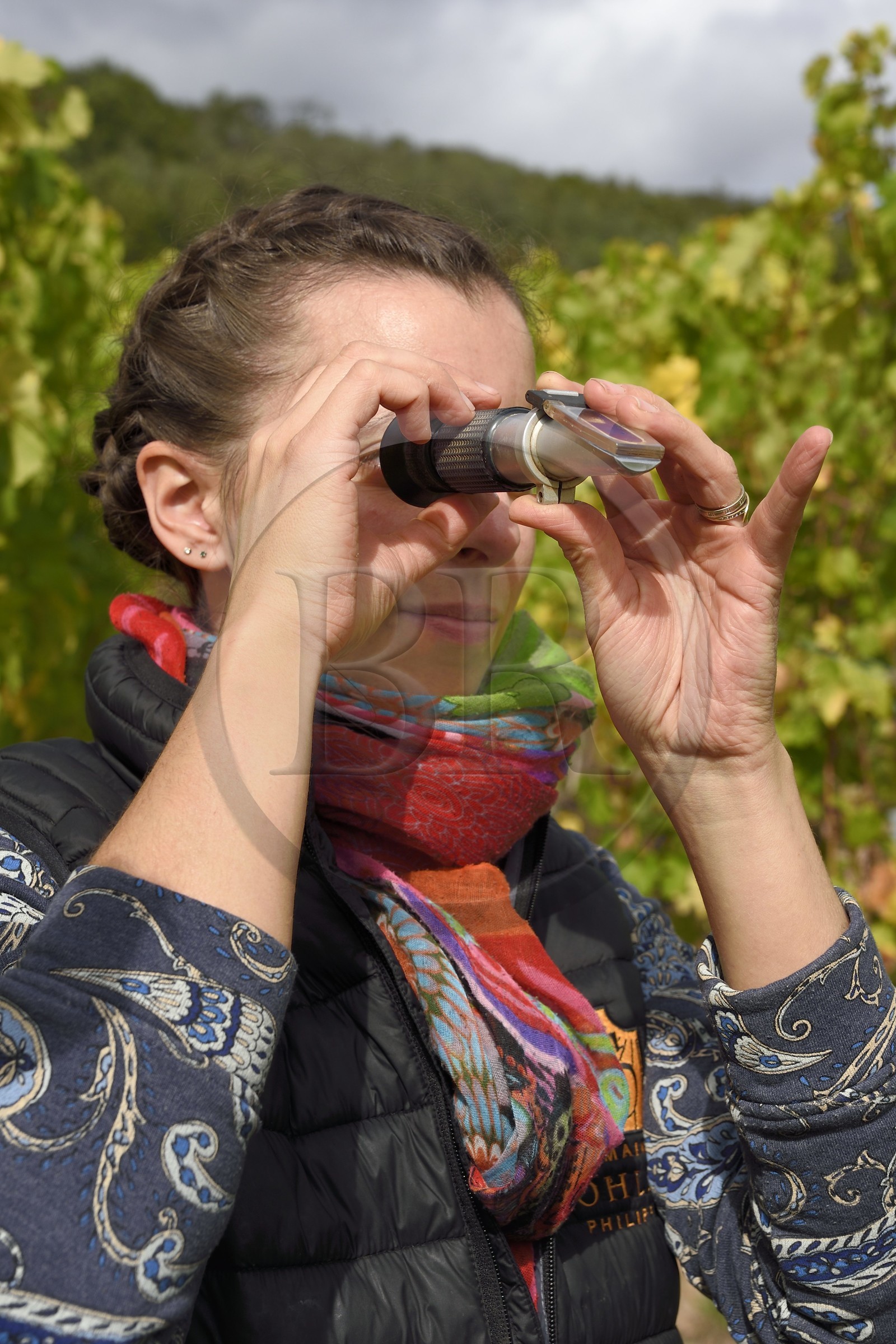 France, Bas-Rhin (67), Route des vins d'Alsace, Nothalten, vendanges sur une parcelle du Domaine viticole Philippe Sohler, la viticultrice Lydie Sohler mesure la teneur en sucre du raisin avec un refractométre