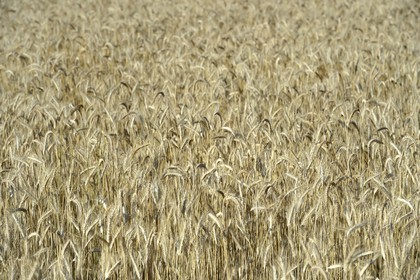 France, Dordogne (24), Périgord Noir, vallée de la Dordogne, Beynac et Cazenac, champ de blé