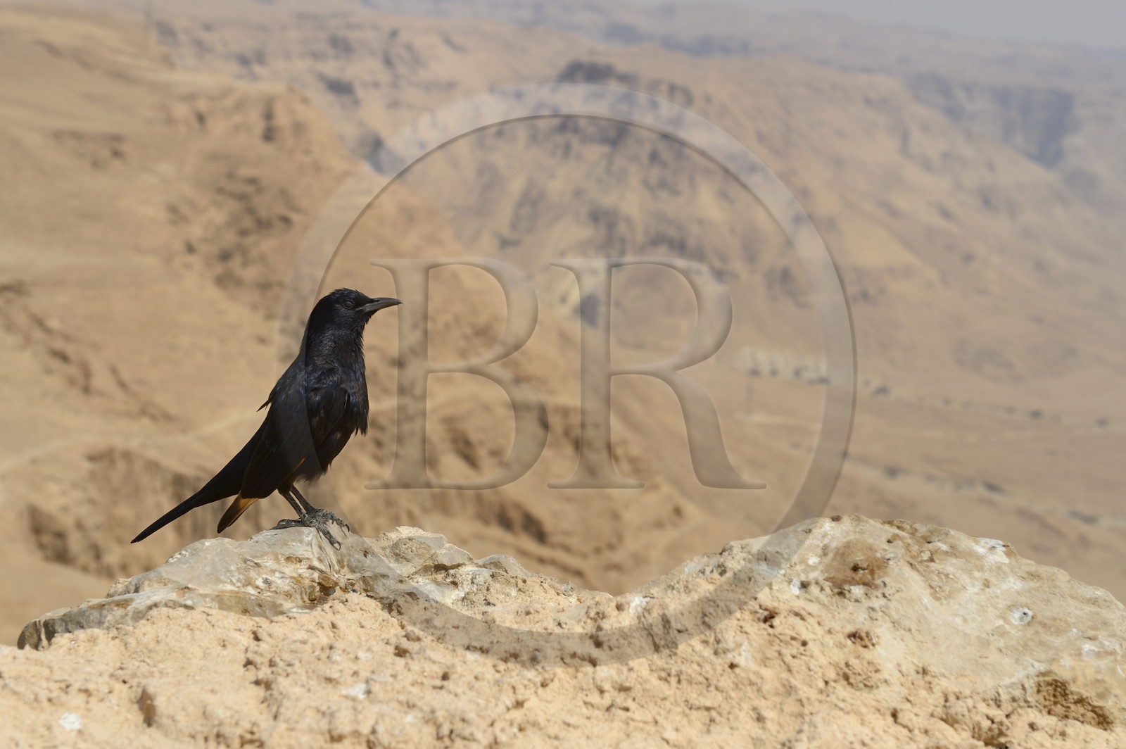 Israel, Negev Desert, Masada fortress, listed as World Heritage by UNESCO, Tristram's Starling (Onychognathus tristramii) bird is a species of starling native to Israel, Jordan, northeastern Egypt (Sinai Peninsula), western Saudi Arabia, Yemen, and Oman