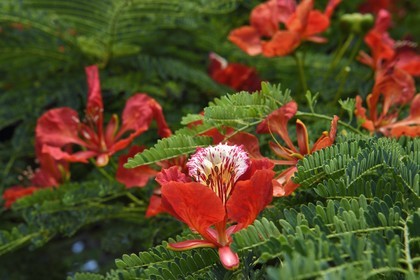 France, Reunion island (French overseas department), Saint Pierre, flamboyant tree flower