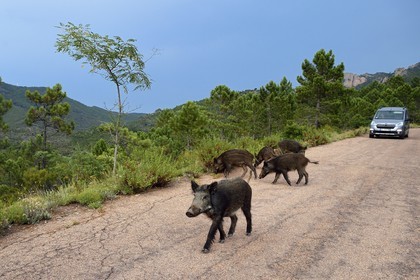 France, Var, Agay area next to Saint-Raphael, wild boars (Sus scrofa) proliferate in the Massif de l'Esterel (Esterel Massif),