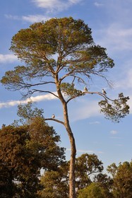 France, Var (83), Iles d'Hyères, parc national de Port Cros, Ile de Porquerolles, goélands perchés dans un pin