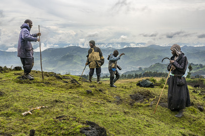 Rwanda, Province du Nord, District de Musanze (Ruhengeri), jeunes bergers et vachers dansant sur la musique d'un poste radio sur les pentes du mont Karisimbi dans les montagnes des Virunga en bordure du Parc national des Volcans où vivent les gorilles