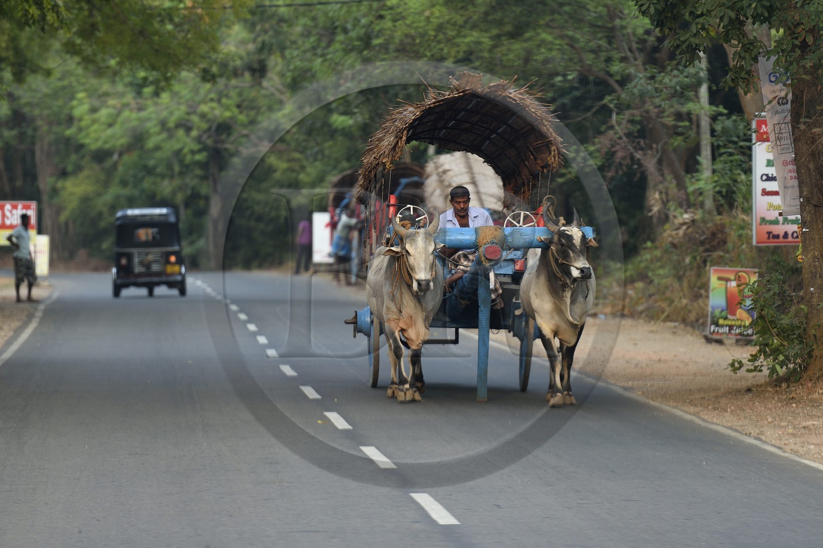 Sri Lanka, province centrale, district de Matale, Sigiriya, chariot à boeufs traditionnel