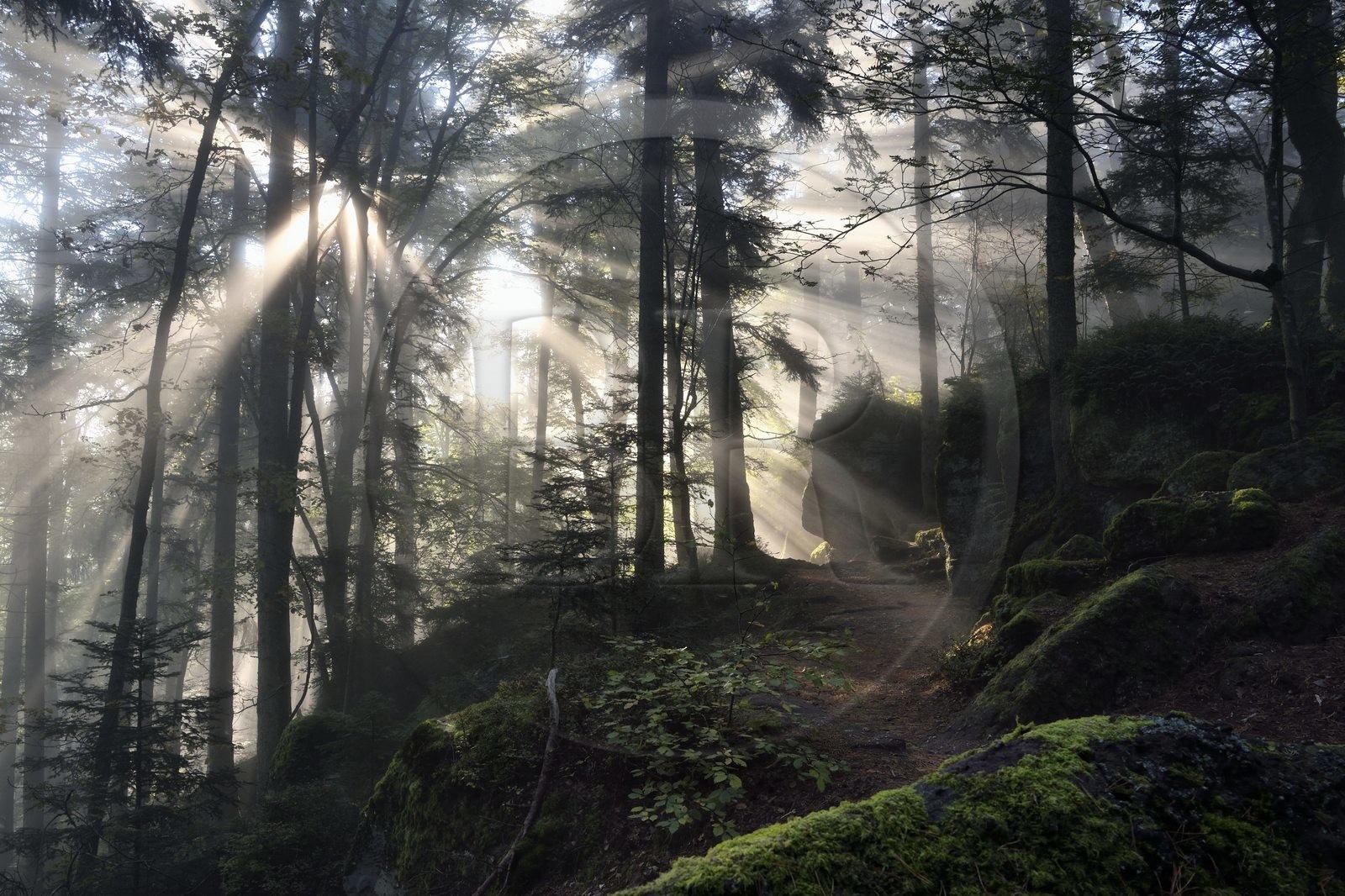 France, Bas-Rhin (67), Mont Saint-Odile, le Mur Païen, vestige d'un mur d'enceinte probablement de l'époque mérovingienne d'une longueur totale de onze kilomètres, lever de soleil dans la brume du petit matin