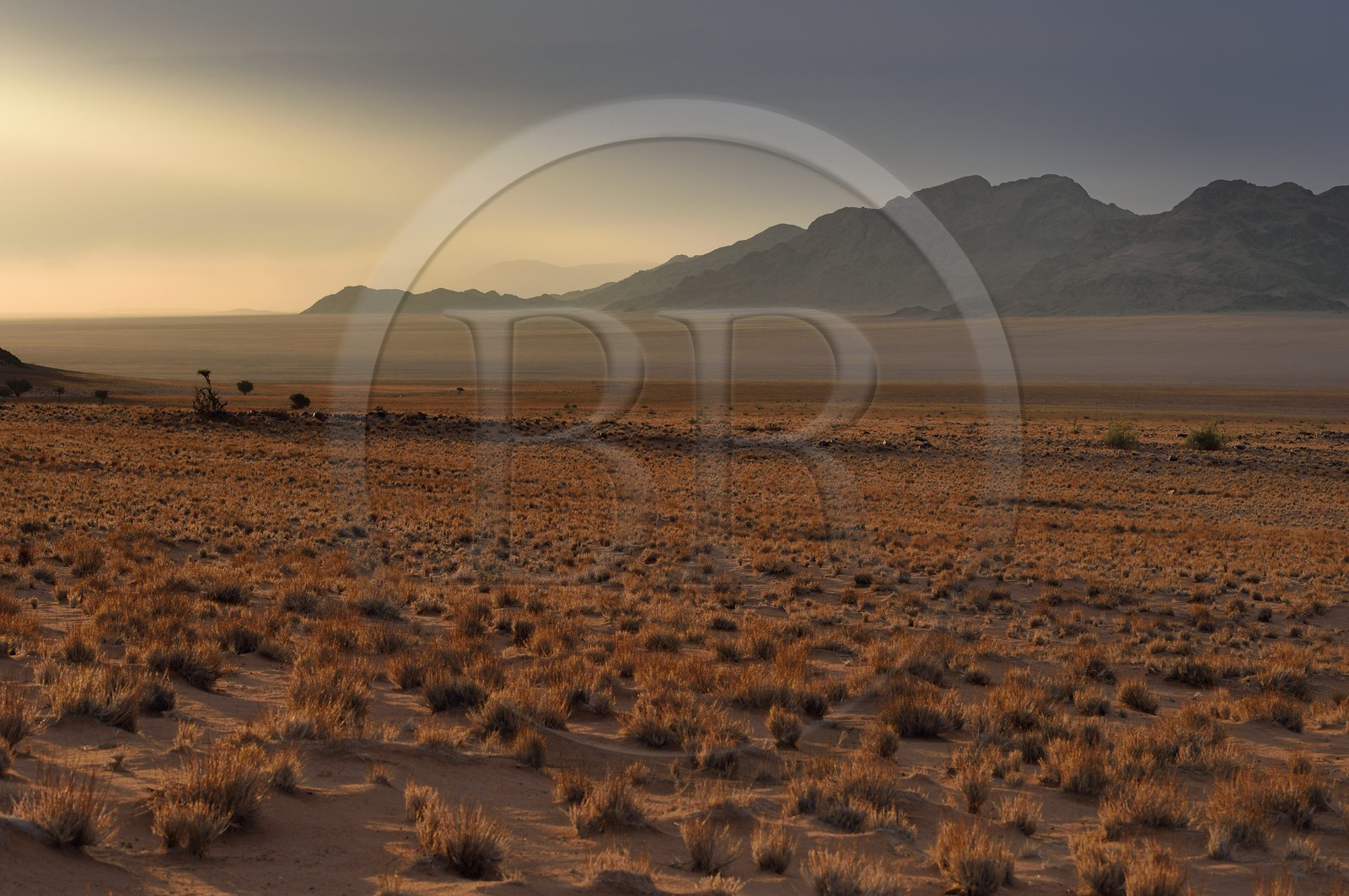 Namibie, région de Hardap, désert du Namib à l'Est du parc national Namib Naukluft vers Sossusvlei, plaine du désert recouverte d'herbe au coucher de soleil