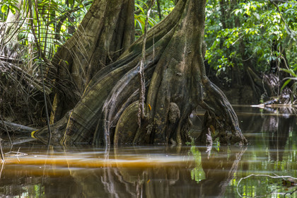 France, French Guiana, Kourou, Maripas camp in the rainforest, Pterocarpus officinalis with large undulating buttresses or moutouchi-marsh in Guyanese Creole in a creek, small river, tributary of the Kourou River