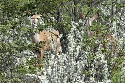Namibie, région de Oshikoto, Parc National d'Etosha, grand koudou (Tragelaphus strepsiceros) femelle
