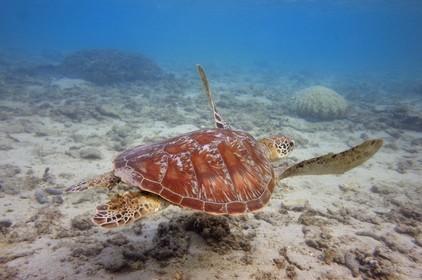 France, Ile de la Reunion, Côte Ouest, Saint-Gilles-Les-Bains (commune de Saint-Paul), le récif corallien du lagon de l'Ermitage, tortue verte (Chelonia mydas) (vue sous-marine)