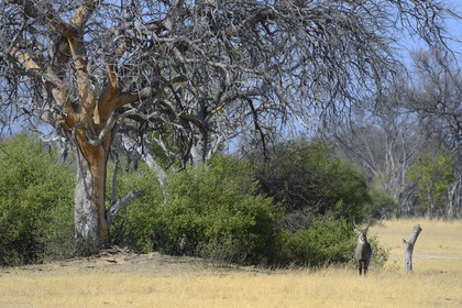 Zimbabwe, Matabeleland North Province, Hwange National Park, waterbuck (Kobus ellipsiprymnus)