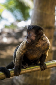France, Guyane, Kourou, Iles du Salut, Ile Royale, singe Capucin brun (Sapajus apella) ou Sapajou apelle ou Capucin à houppe noire