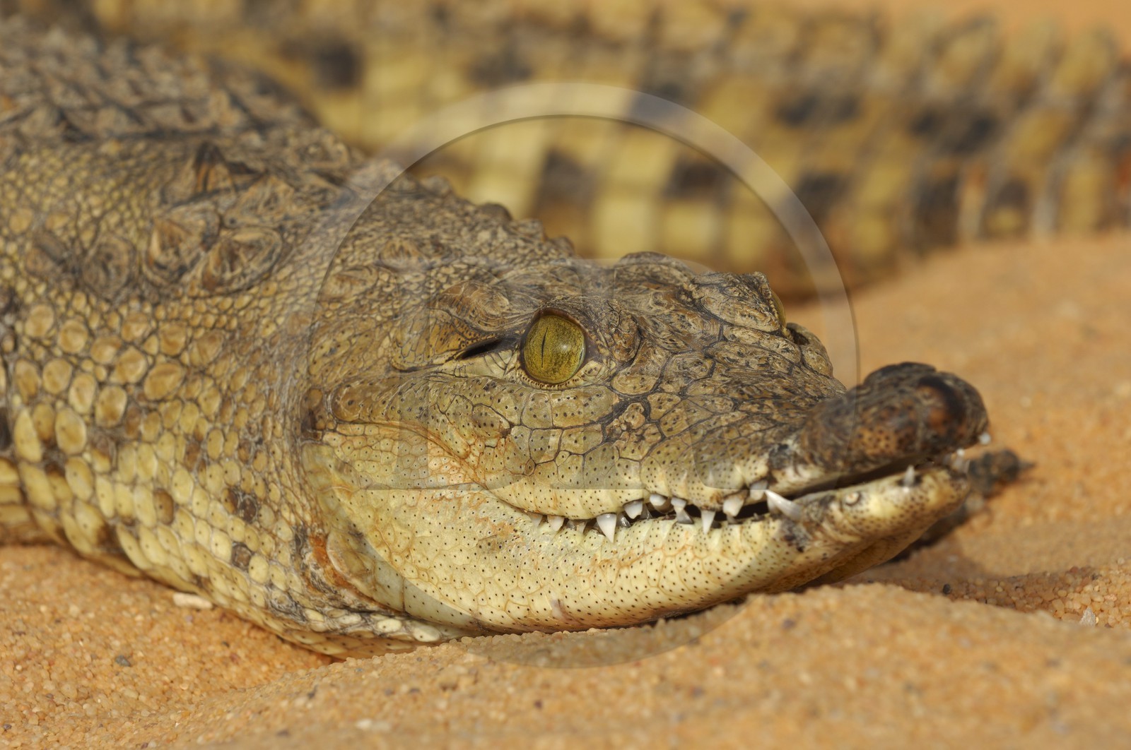Egypte, Haute Egypte, Lac Nasser, site des temples d'Amada, bébé crocodile du Nil
