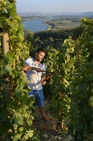 France, Loire (42), Parc Naturel Régional du Pilat, le domaine du Monteillet Stéphane Montez, Stéphane Montez dans ses vignes surplombant le Rhône