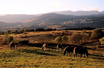 France, Pyrénées-Orientales (66), vaches au pâturage sur le haut-plateau de la Cerdagne