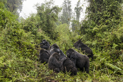 Rwanda, Province du Nord, Parc National des Volcans dans la chaine des Monts Virunga, mont Karisimbi, gorilles des montagnes (Gorilla beringei beringei), le dos argenté (silverback) nommé Impuzamahanga qui est le male dominant au centre gauche