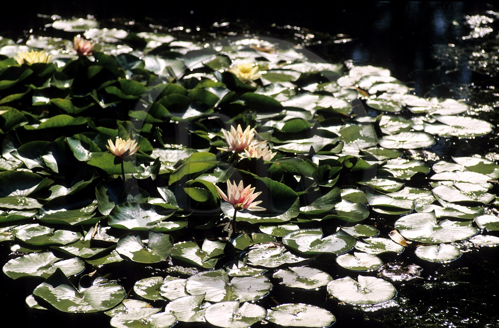 France, Eure (27), Giverny, nénuphars du jardin de Claude Monet