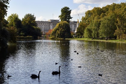 Royaume-Uni, Londres, Cité de Westminster, St James's Park, le lac de Saint James Park, le palais de Buckingham (Buckingham Palace) en arrière plan