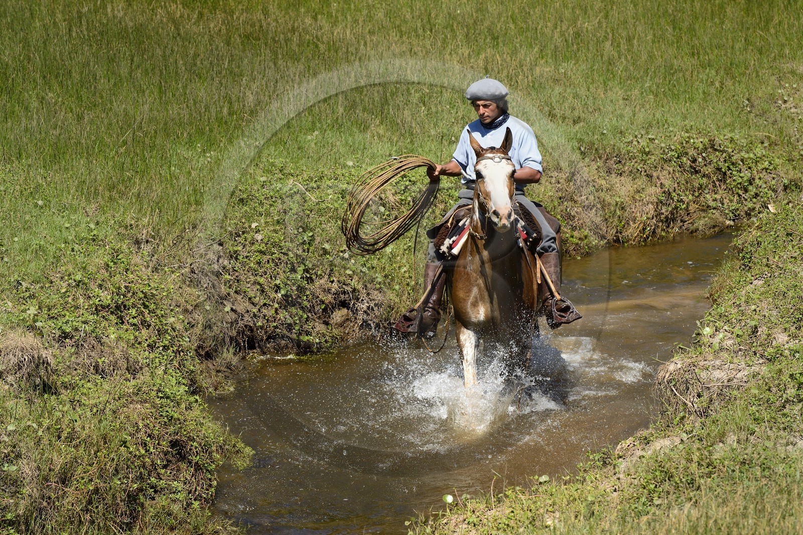 Argentine, province de Buenos Aires, San Antonio de Areco, estancia La Bamba de Areco, gaucho au travail remontant la rivière