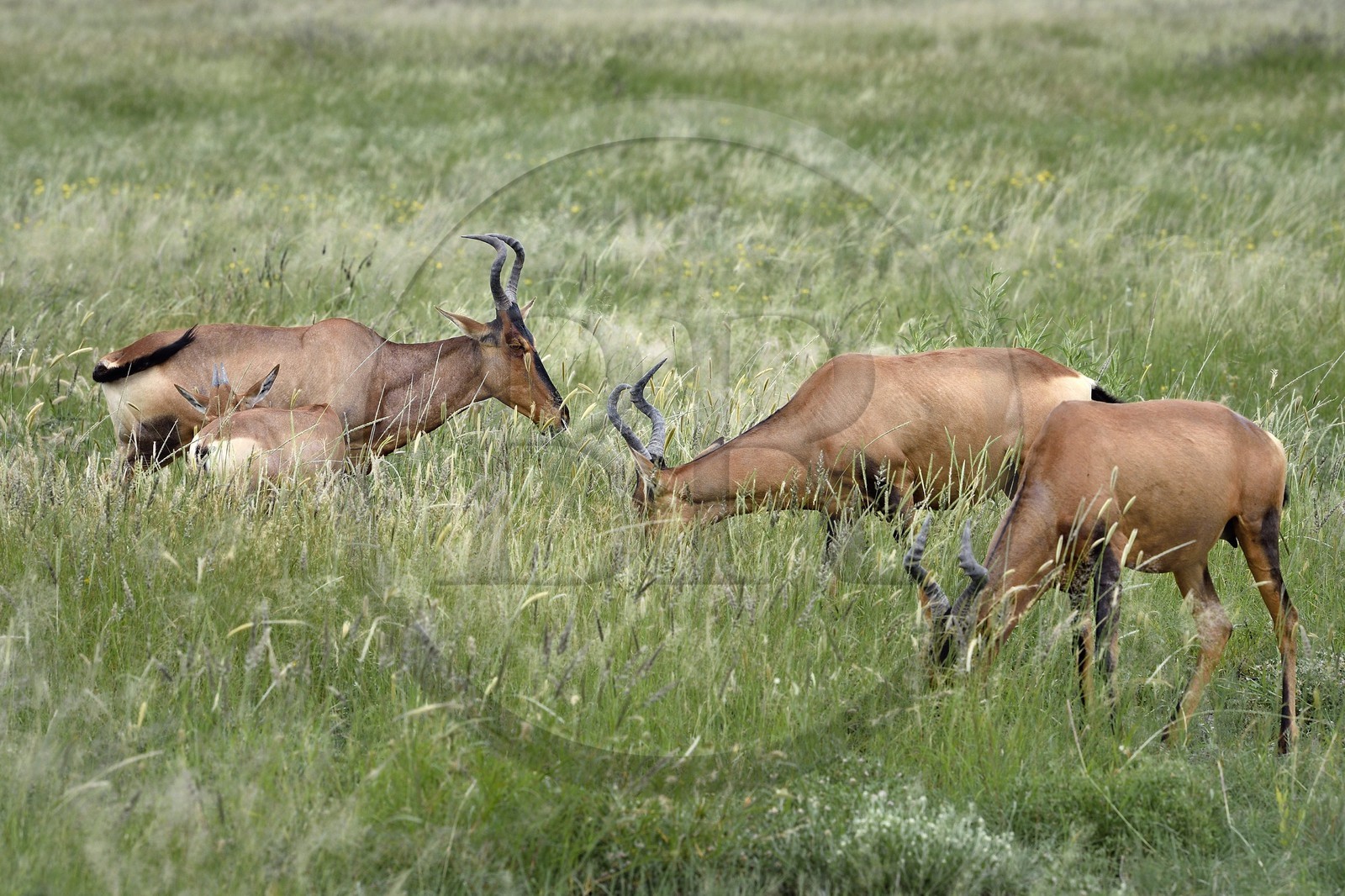 Namibie, région de Oshikoto, Parc National d'Etosha, Bubale roux (Alcelaphus buselaphus)