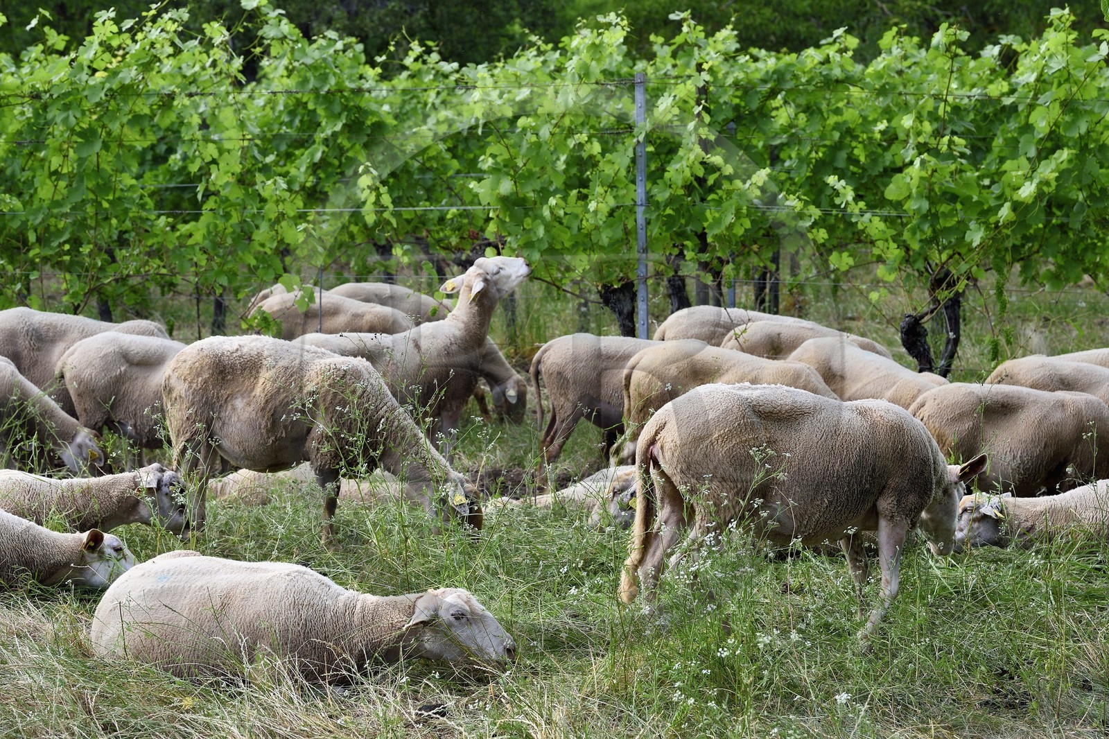 France, Bas-Rhin (67), Route des vins d'Alsace, Traenheim, Domaine viticole MULLER Charles & Fils, les moutons folivores entre les vignes permettent un entretien bio