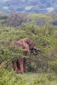 Rwanda, Parc national de l'Akagera, Eléphant de savane (Loxodonta africana)