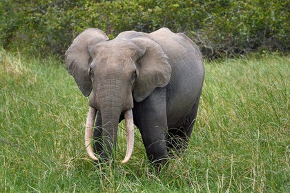 Gabon, province de Ogooué- Maritime, Parc National du Loango, site de Akaka dans la lagune du Fernan Vaz (Nkomi), éléphant de forêt d'Afrique (Loxodonta cyclotis)