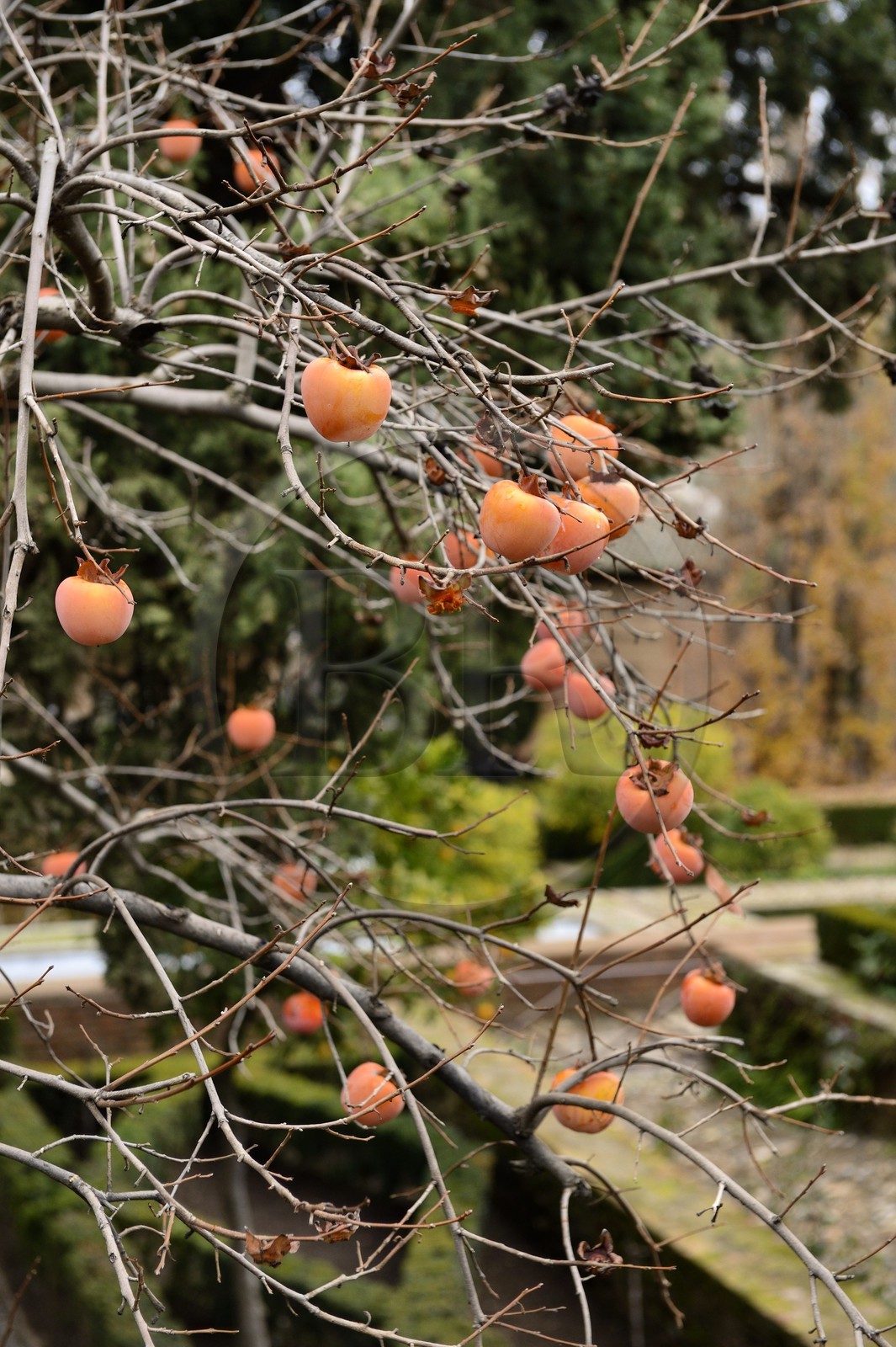 Espagne, Andalousie, Grenade, Palais de l'Alhambra, kaki fruit du plaqueminier